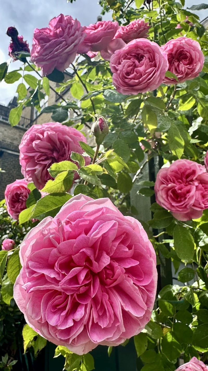 Pink roses in Inigo Jones Garden in Covent Garden