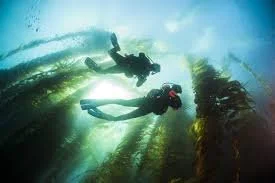 1 Tank - Private Guided Scuba Dive - La Jolla Shores & La Jolla Cove