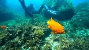 Underwaater marine life seen during San Diego scuba diving tours in La Jolla cove