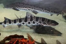 Private Leopard Shark Dive Experience – La Jolla (Seasonal)