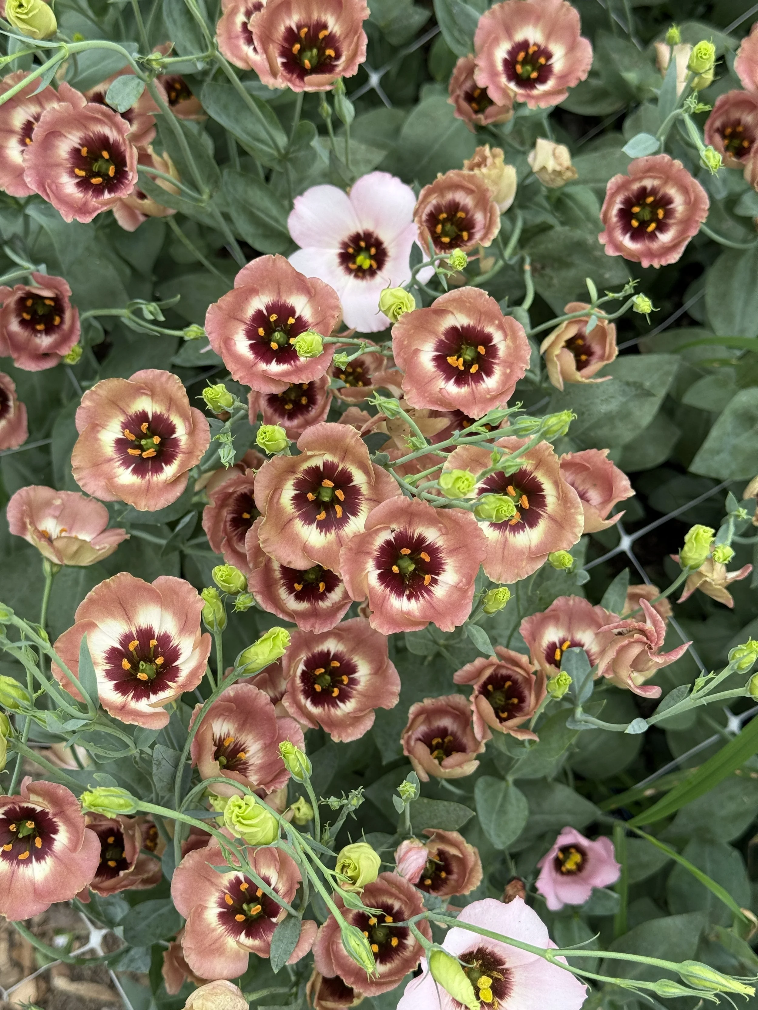 IMG_7550.jpeg