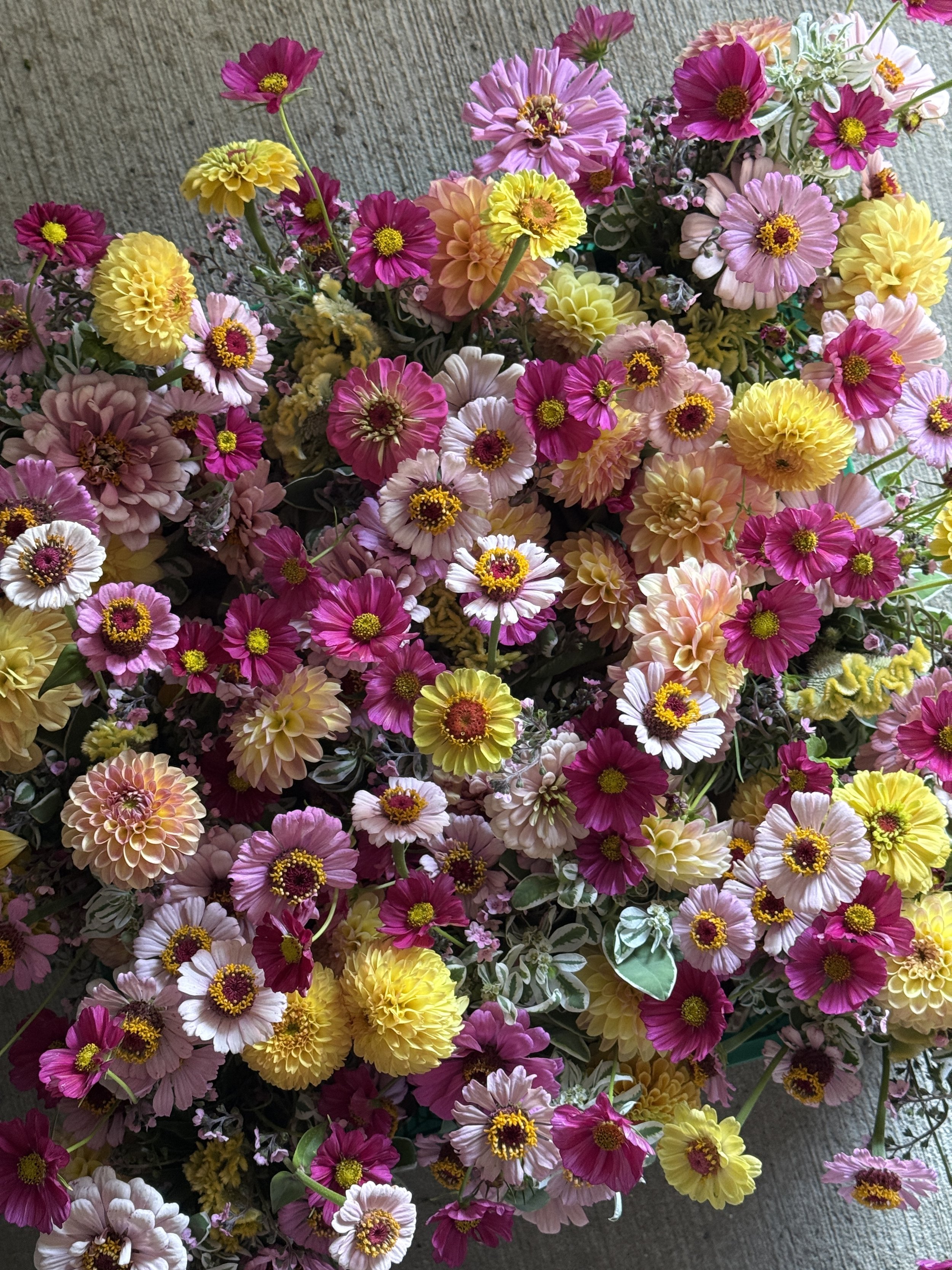 IMG_7641.jpeg