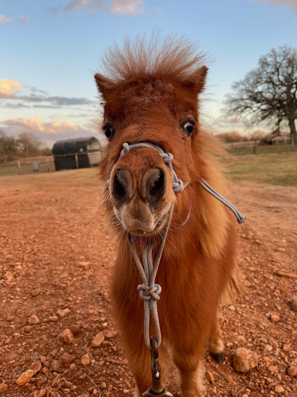 Horse.jpeg