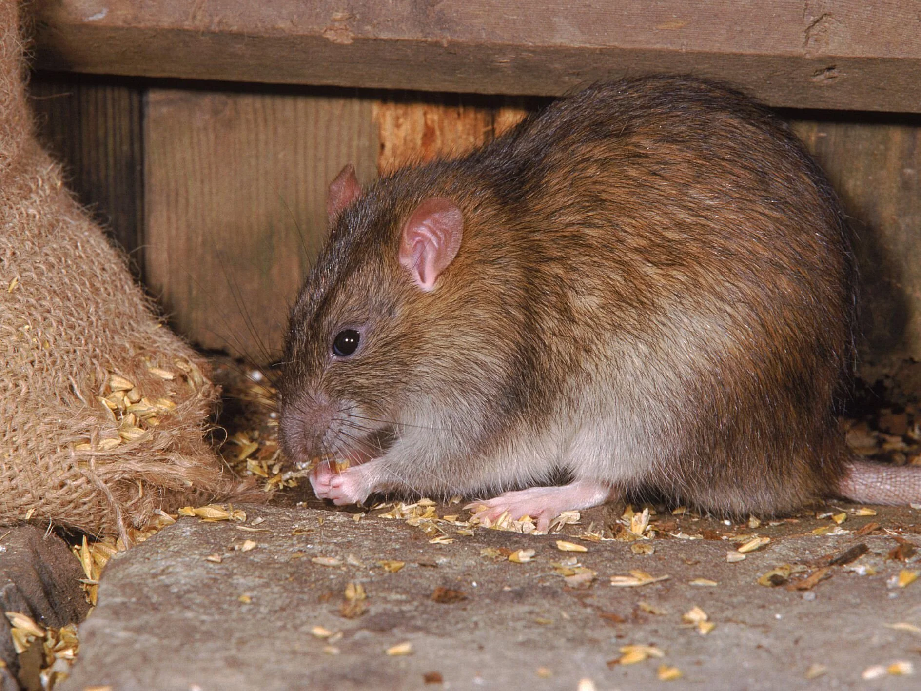 Rat