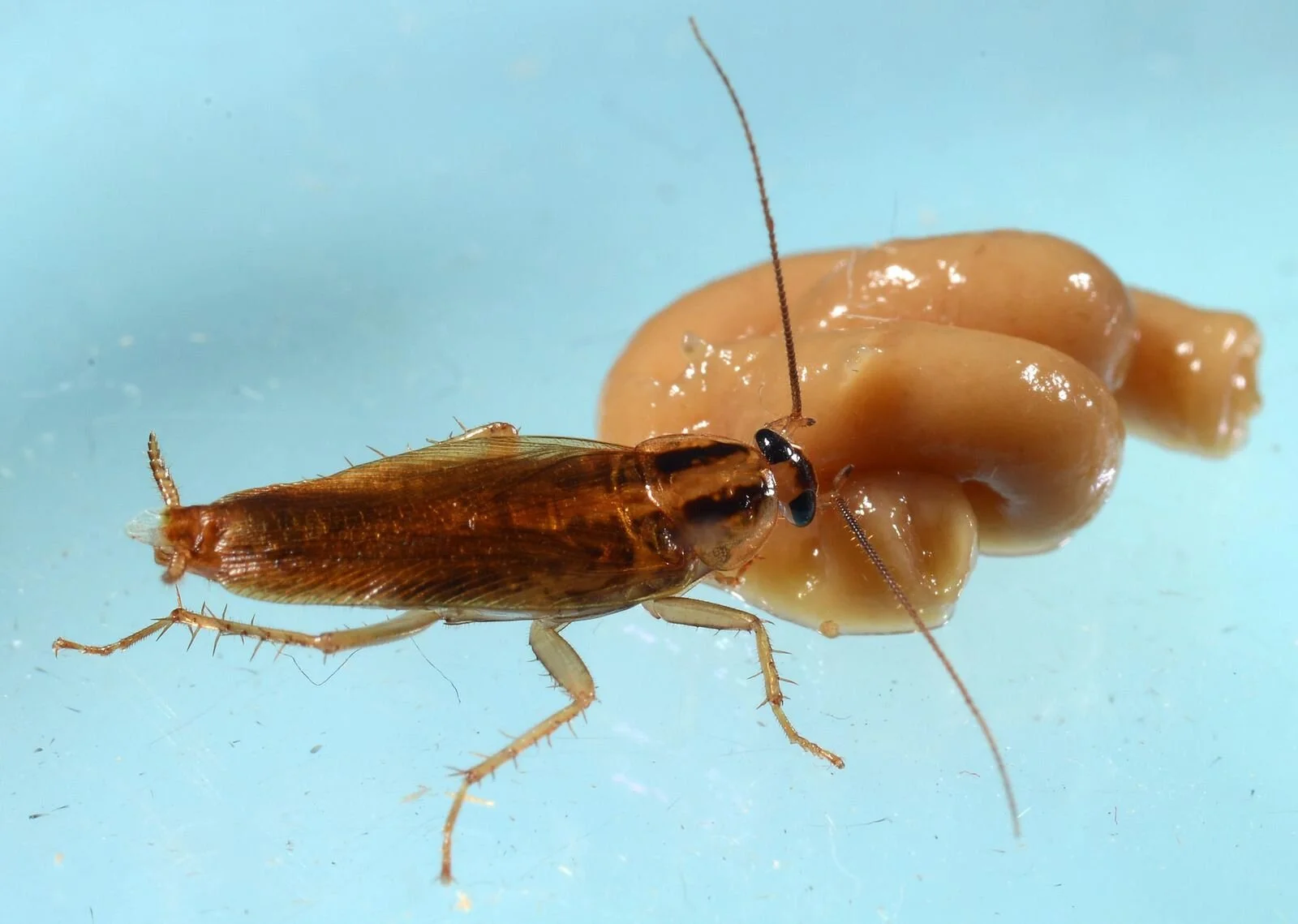 Cockroaches