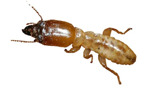 Commercial Termite Elimination