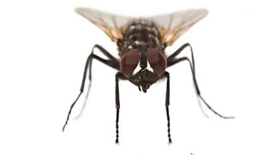 Commercial Large Fly Elimination