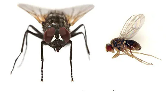 Commercial Fly Elimination