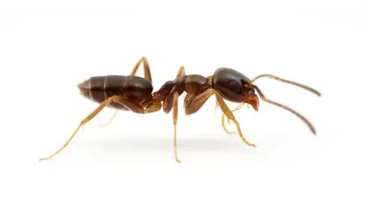 Commercial Ant Elimination