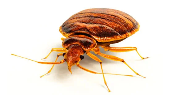 Bed Bug Control