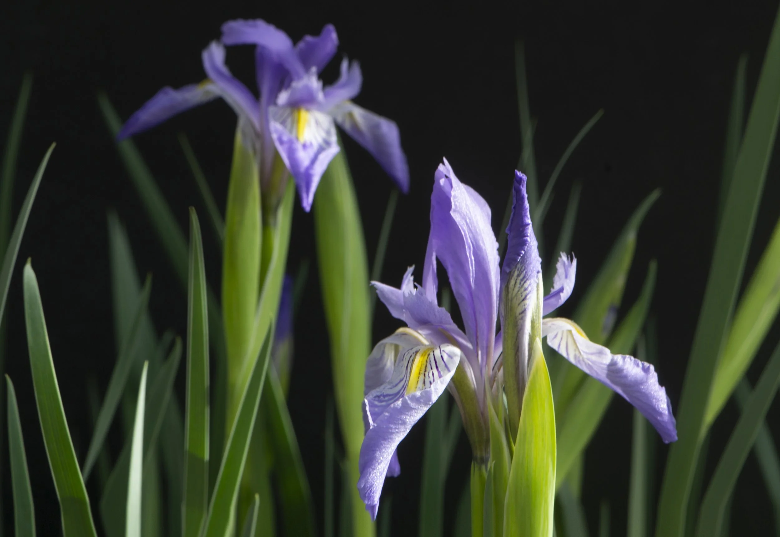 Blue Flag Wild Irises (Iris missouriensis) like a little extra water in spring before they bloom, so I grow them under my downspout.