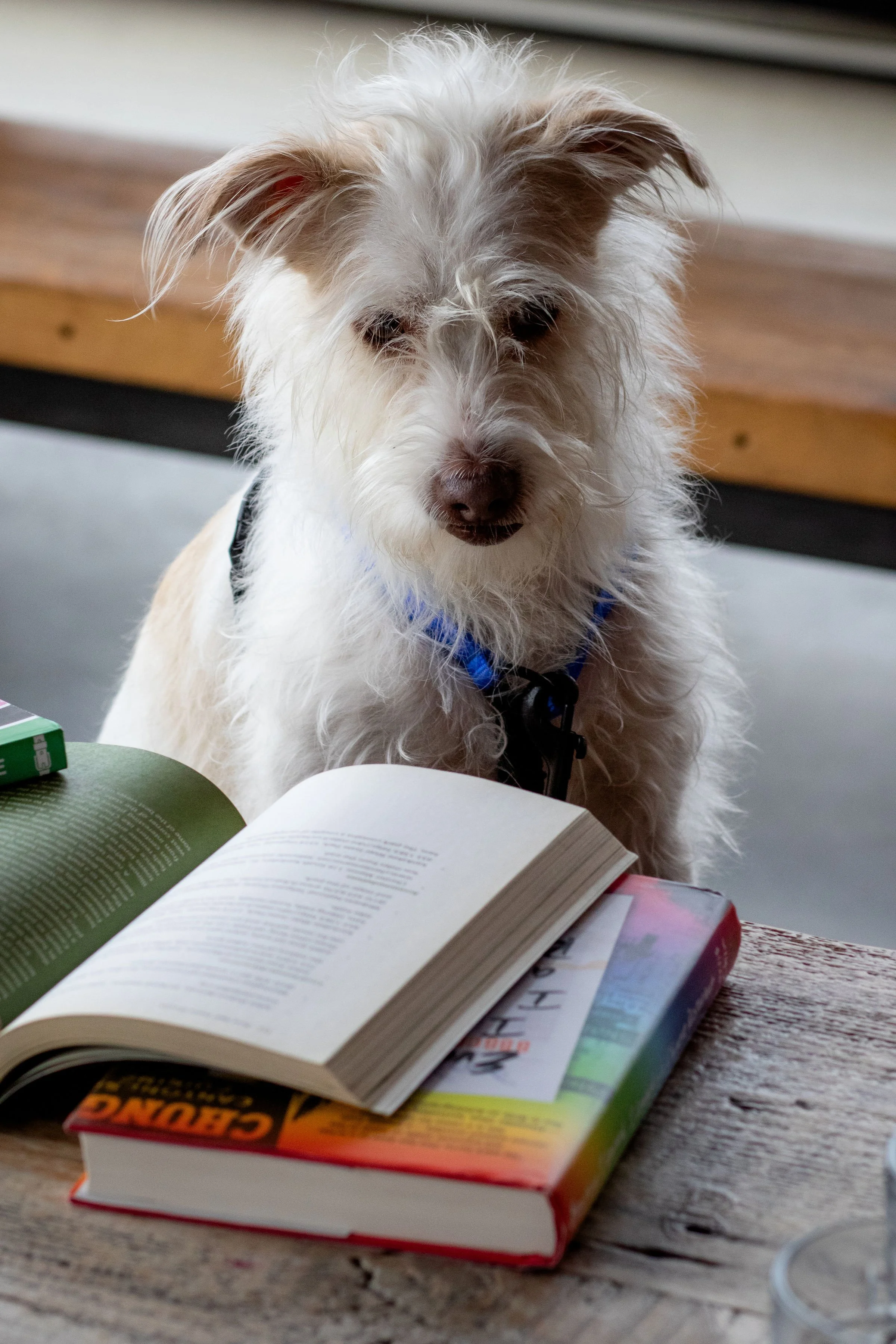 The Dog Lover’s Companion to Chicago Fun Run/Walk