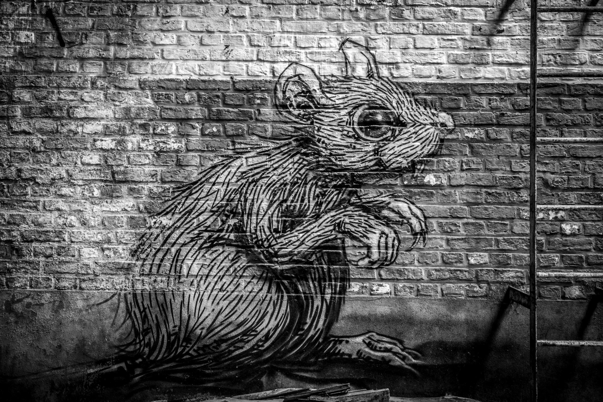 Read &amp; Run…&amp; Rats: A Running Tour and Lecture