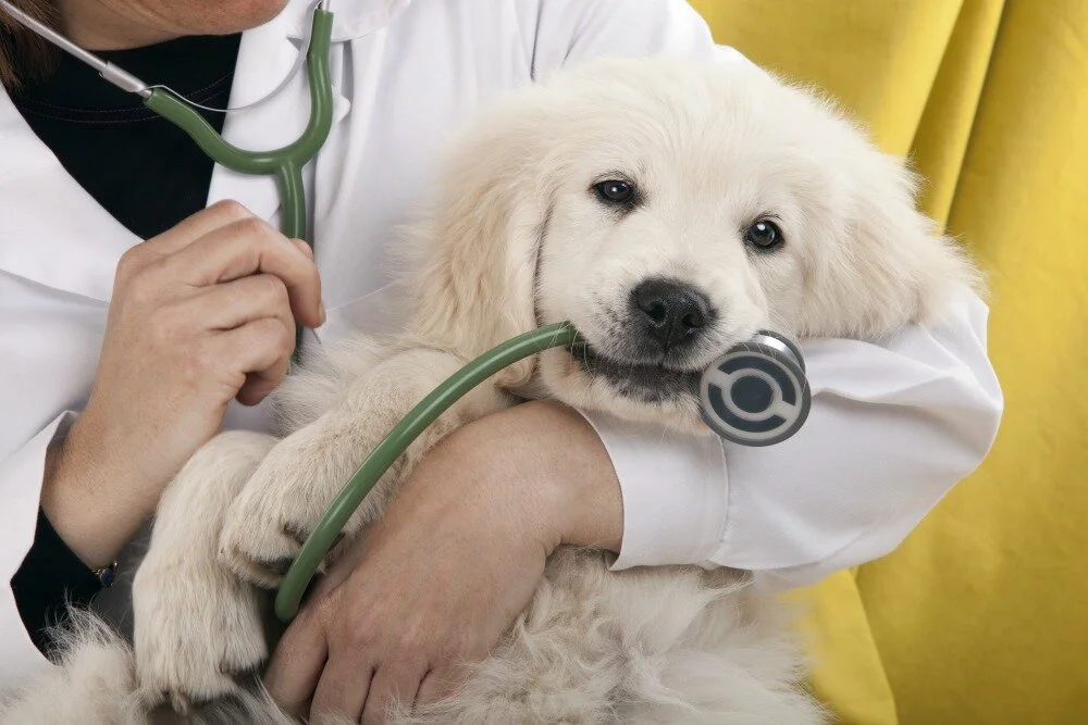 Offered Services — Compassionate Care Veterinary Clinic