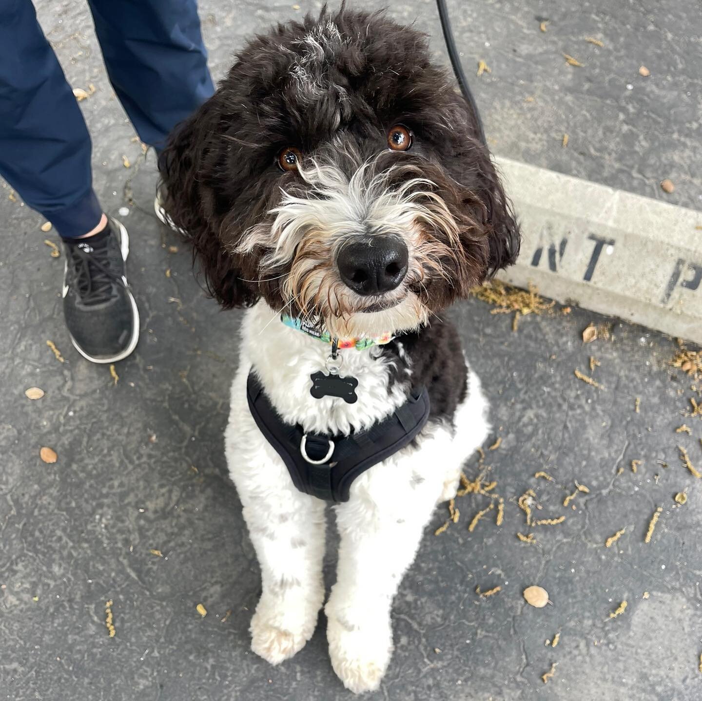 🐾🚙Meet Max🚙🐾
He is a 1.5 year old Aussiedoodle that was pulled from a shut down puppy mill in Arkansas and then displaced by a tornado where he ended up on a plane to Los Angeles! He just completed his 8 lesson rehab program, mainly addressing tr