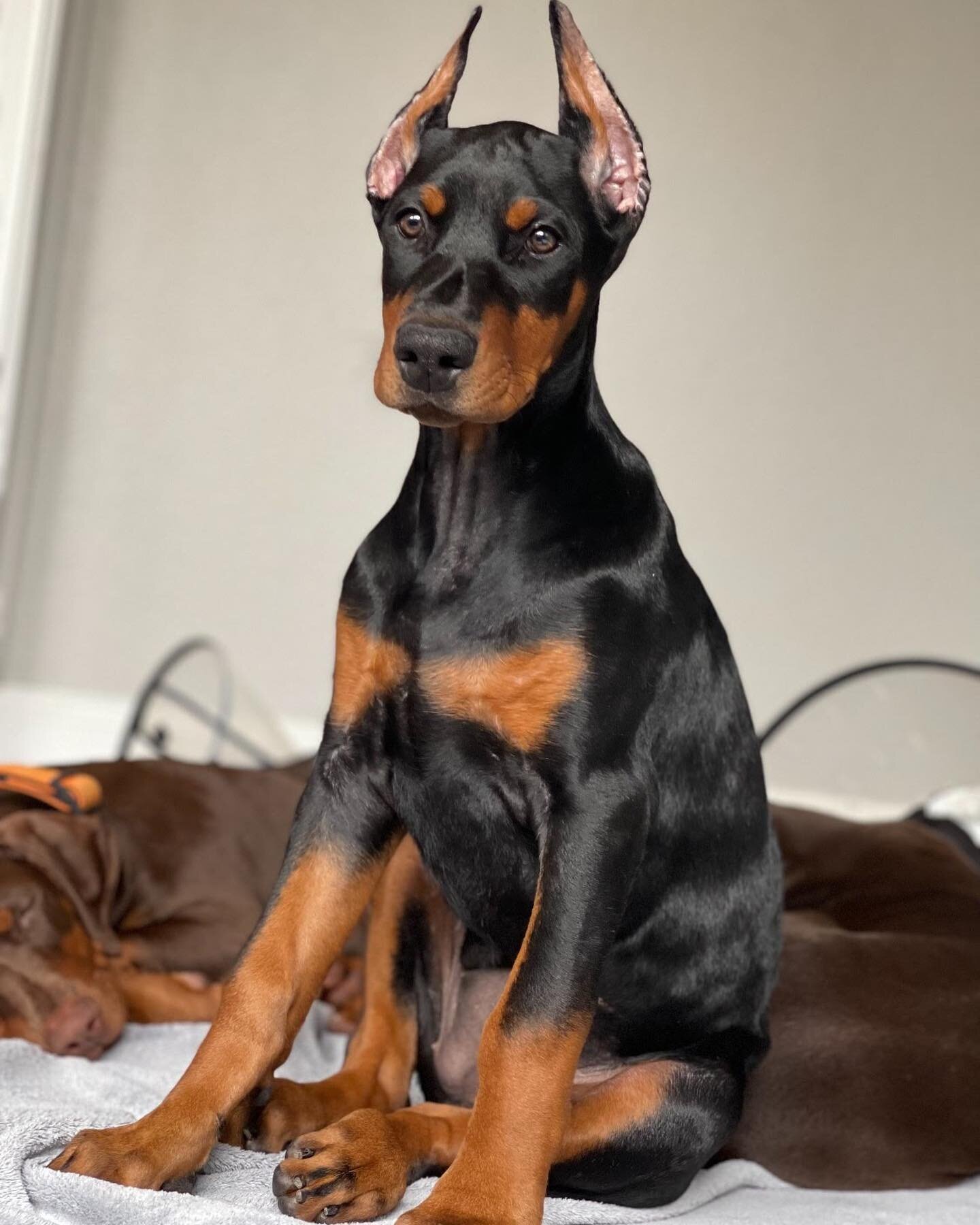 🐾🤎Meet Penny🤎🐾
She is a 1.5 year old Doberman &amp; she just finished her 8 lesson obedience program💪

When Penny came to us, she was extremely shy &amp; struggled greeting new people, she was very anxious on walks, and overall struggled with so