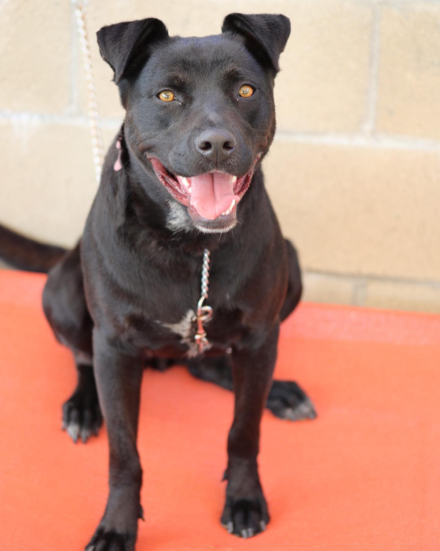 Meet a few our newest day campers! 
🖤 Belle is the sweetest puppy who has come to our 2 week day camp to learn all things obedience! She has no on-leash skills, loves to jump on people, despises the crate and is has lots of fun puppy energy. 
🤎 Asp