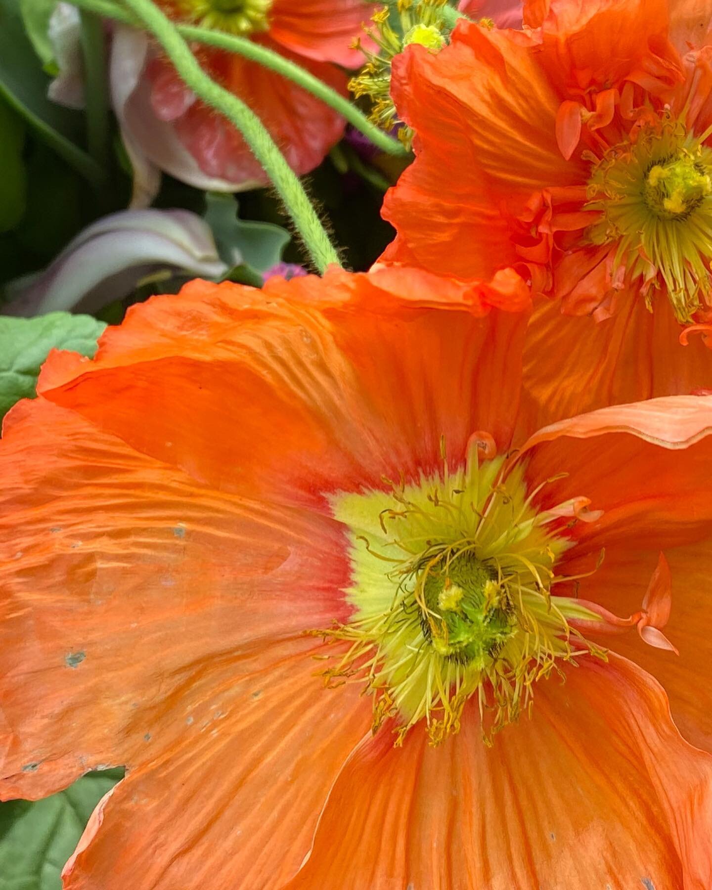 #printemps #springinparis #jardinduluxembourg #fleurs #flowers #petales #pavots #orange #nature #beauty #colours #orange