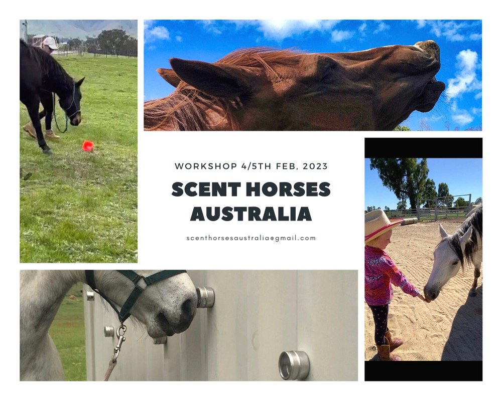 Scent Horses Australia Clinic