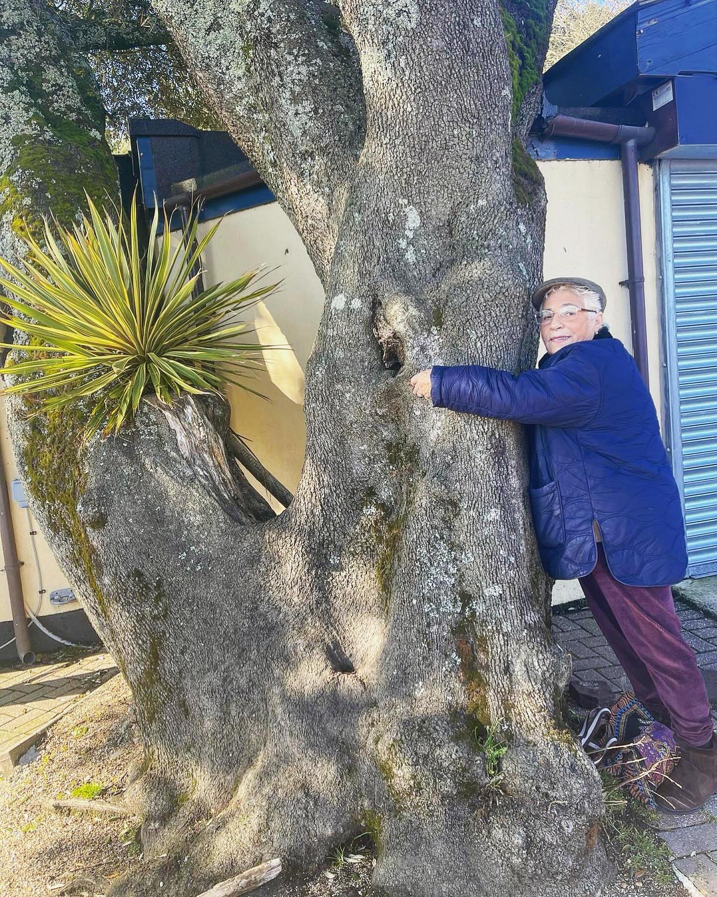 Mamma C has found her favourite tree❤️🌳😍
#ourlifeatthebarn #happydays #lovetree #treehuggers #happytreefriends #lovetrees