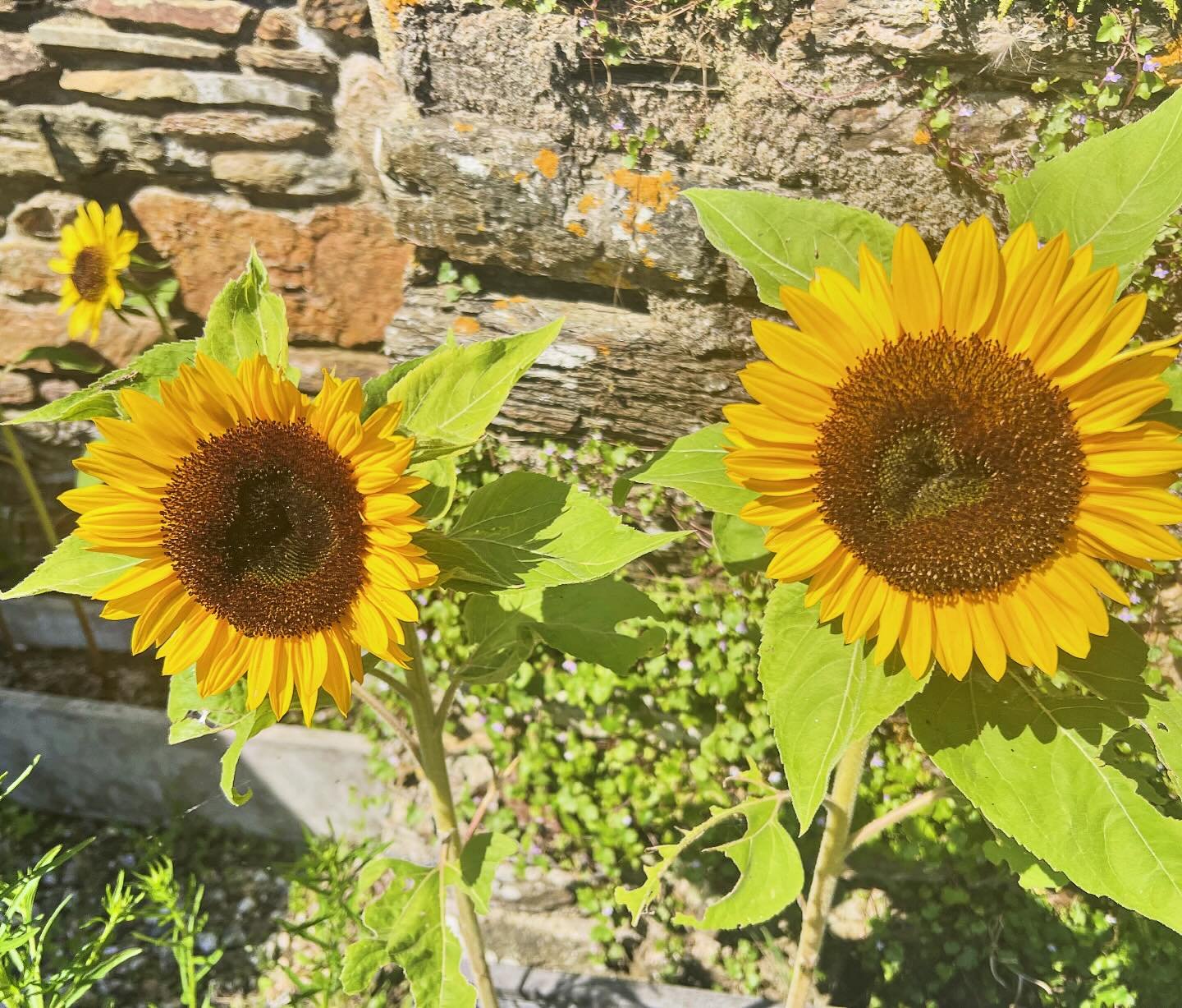 Finally the Sunflowers 🌻are bloomin
#ourlifeatthebarn #sunflowers🌻 #summerflowers #lovesunflowers #sunflowersofinstagram