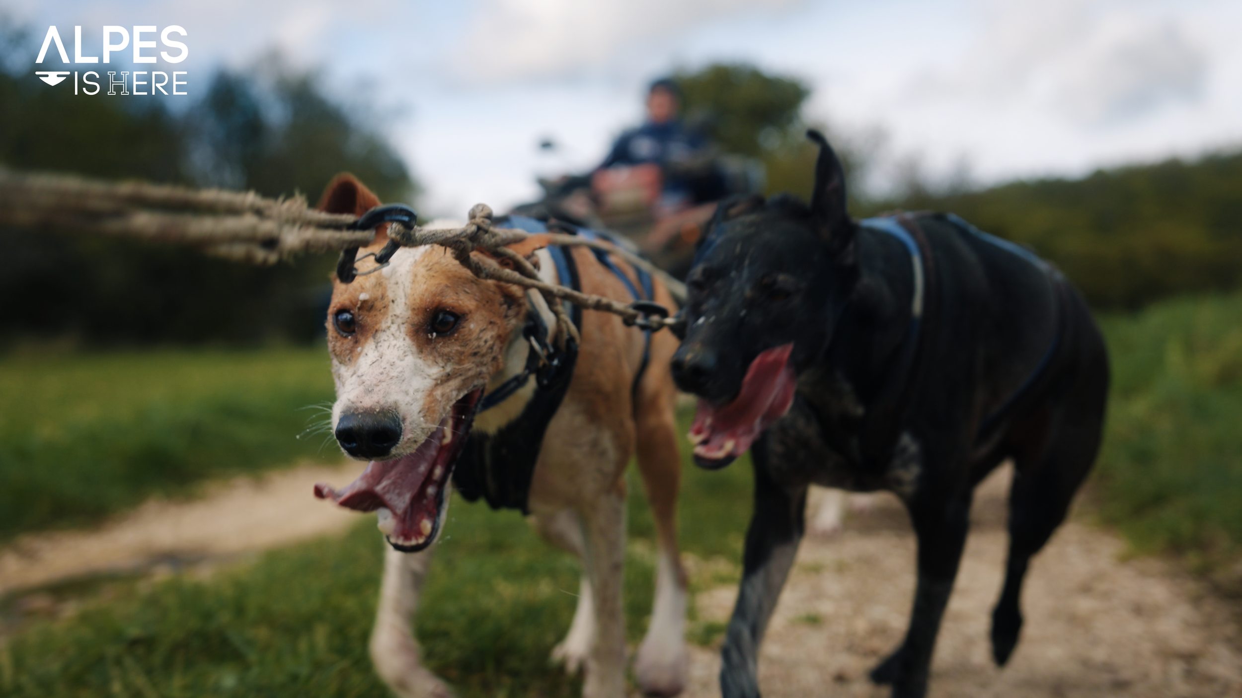 Alpesishere | La Grande Odyssée