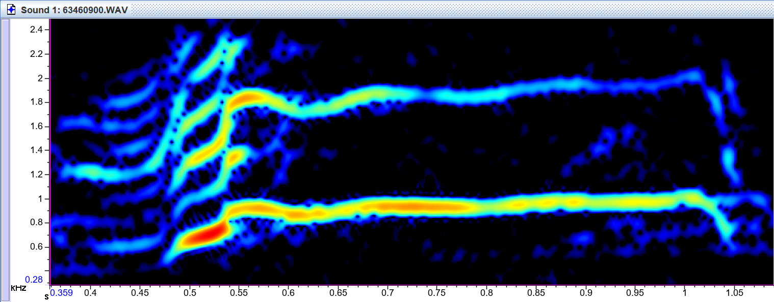 Spectrogram of a coyote howl displayed with the bioacoustic software Raven Pro.