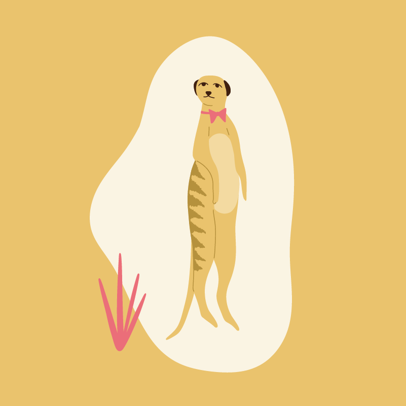 Meerkat2.png