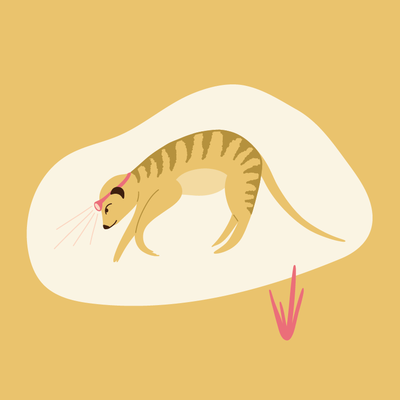Meerkat3.png