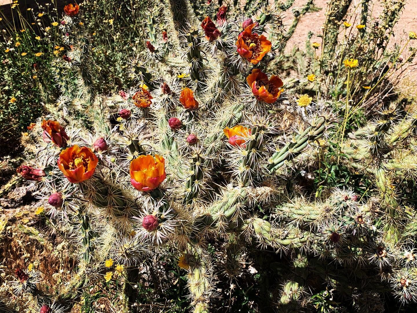 Fresh off a trip out west, I&rsquo;ve learned that the spines of a cactus offer the plant protection.  They help prevent animals from grazing on them, and even provide some shade from the hot desert sun.  Maybe there are some survival adaptations you