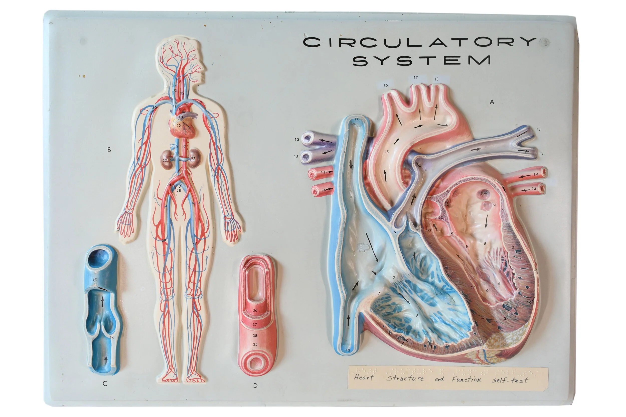 49052-4-vacuform-circulatory-model.jpg