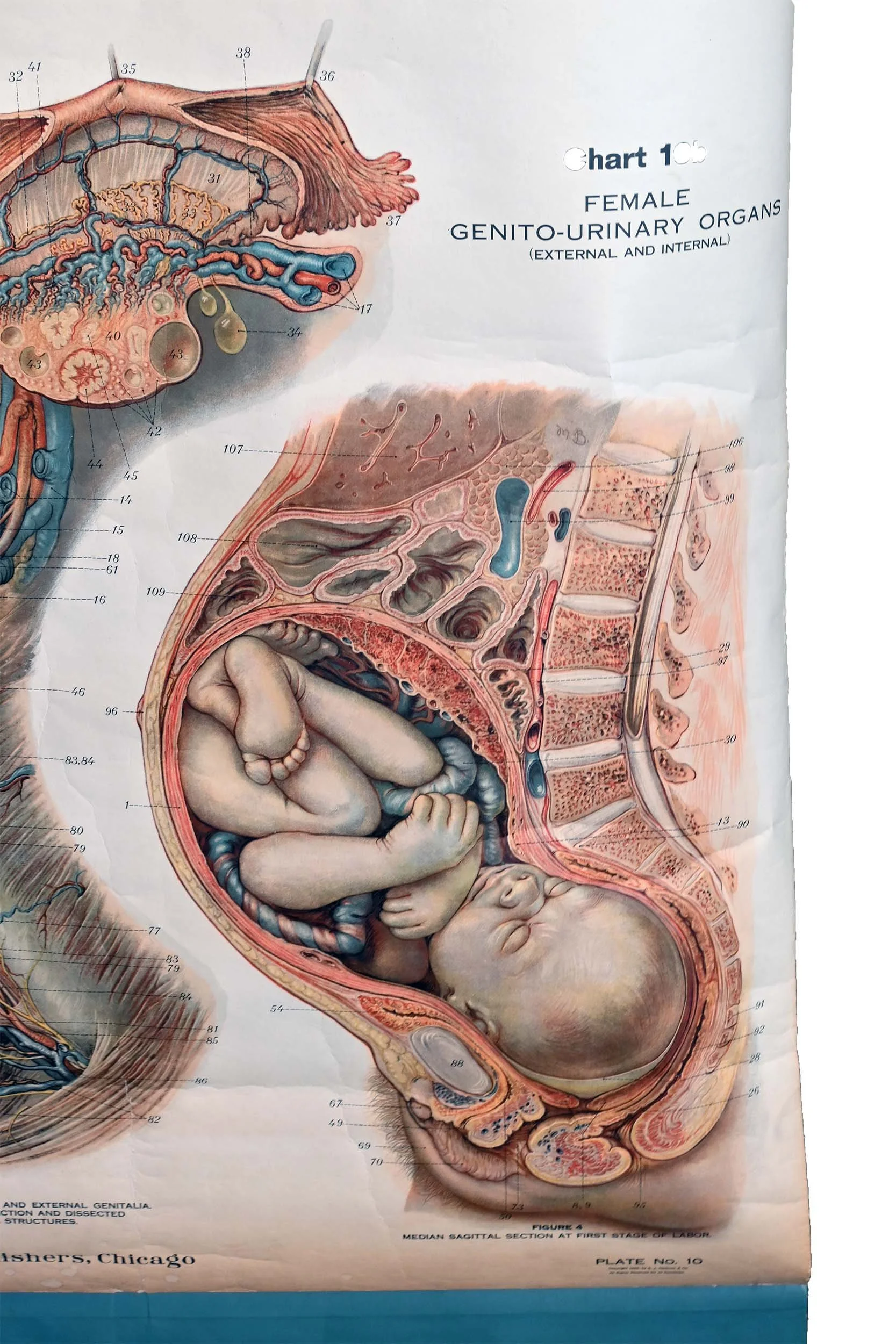 62306+reproductive+1.jpg