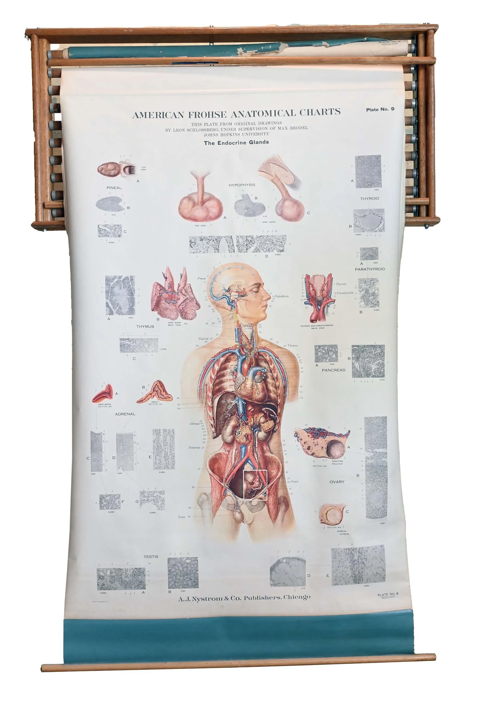 62304+endocrine+1.jpg