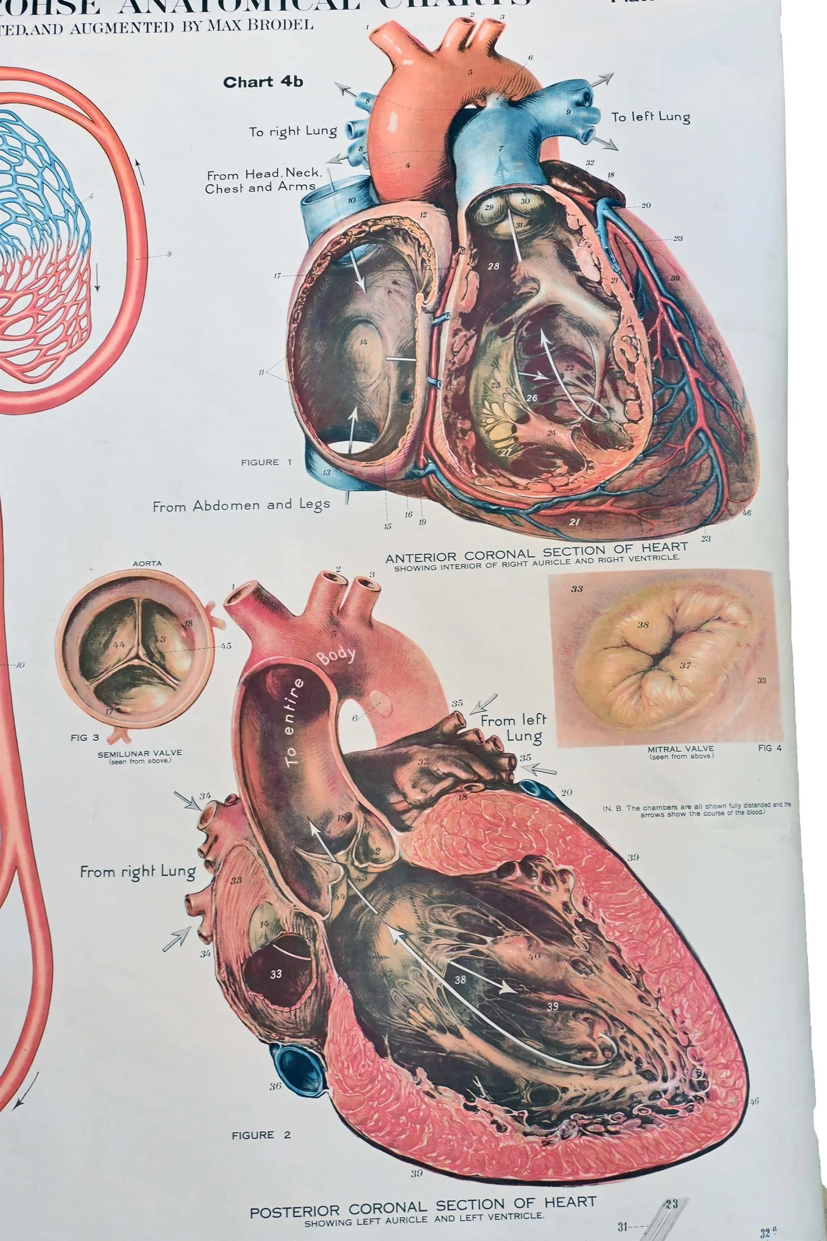 62302+Circulatory+1.jpg
