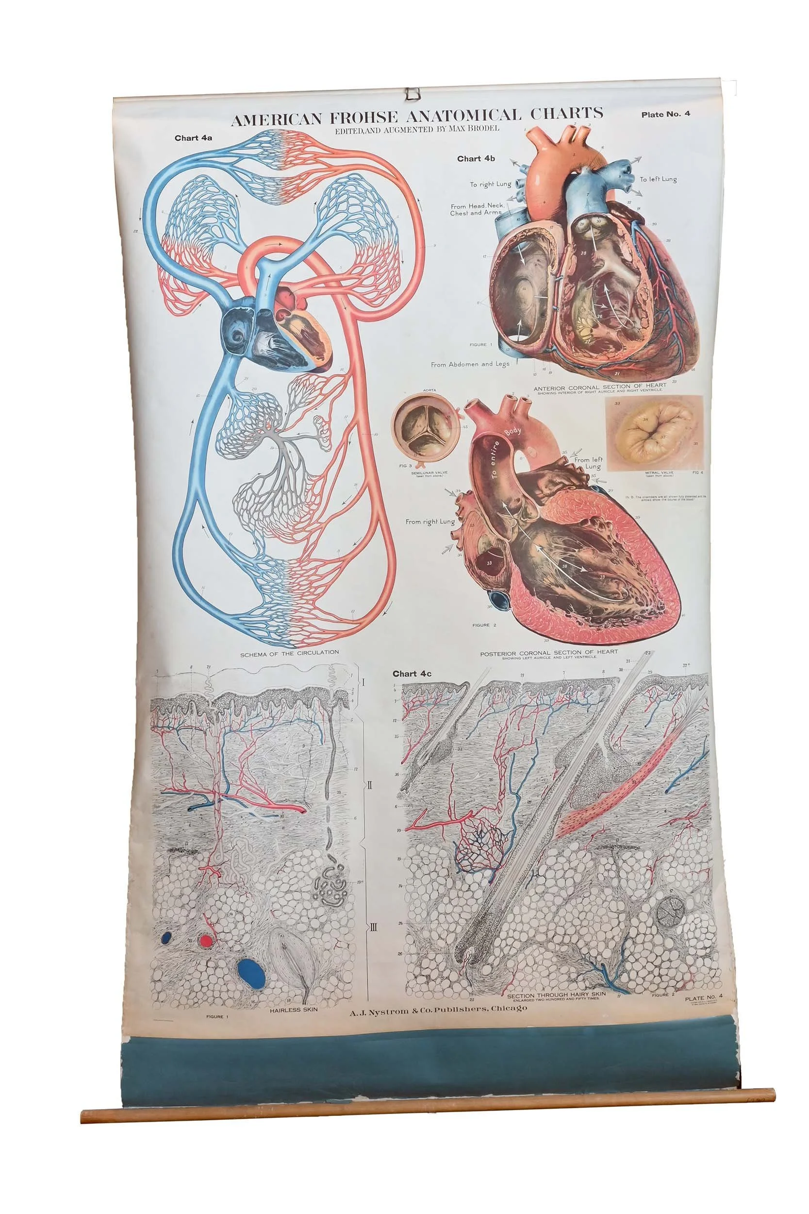 62302+Circulatory+2.jpg