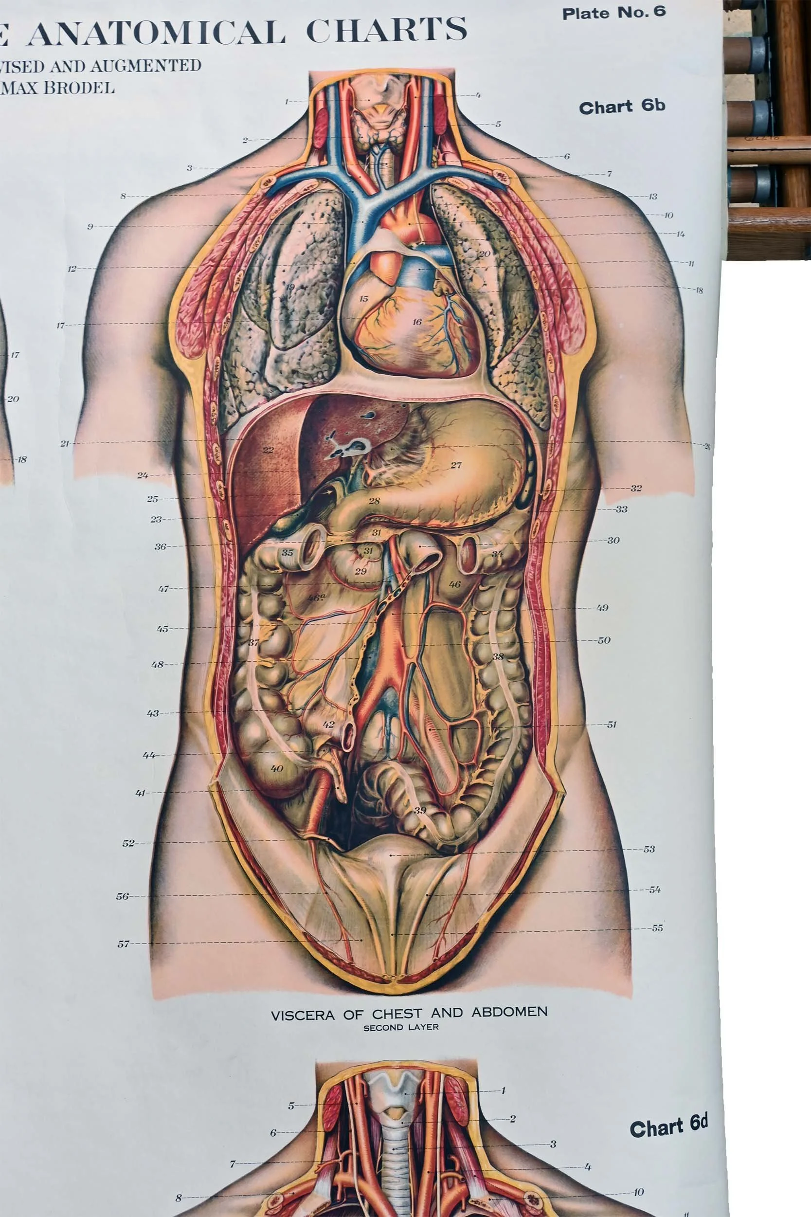 62301+abdominal+1.jpg