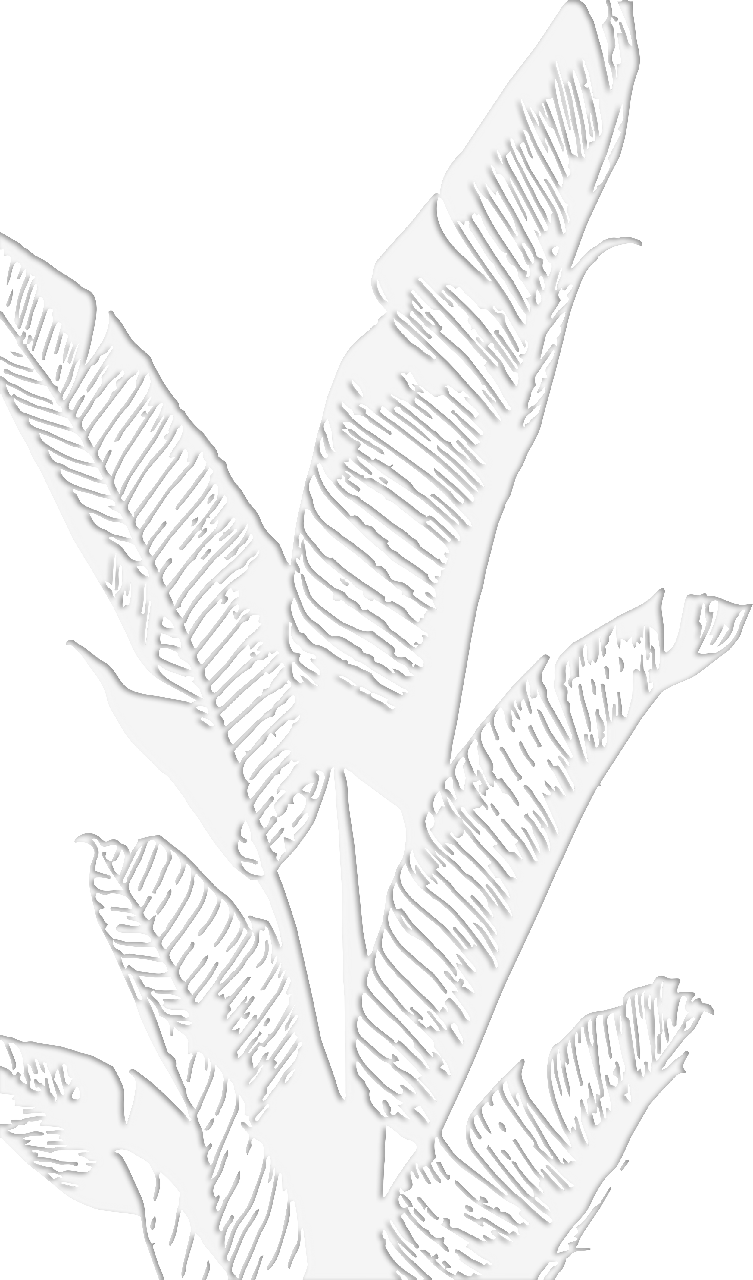 Black and white illustration of banana leaves with detailed line work.