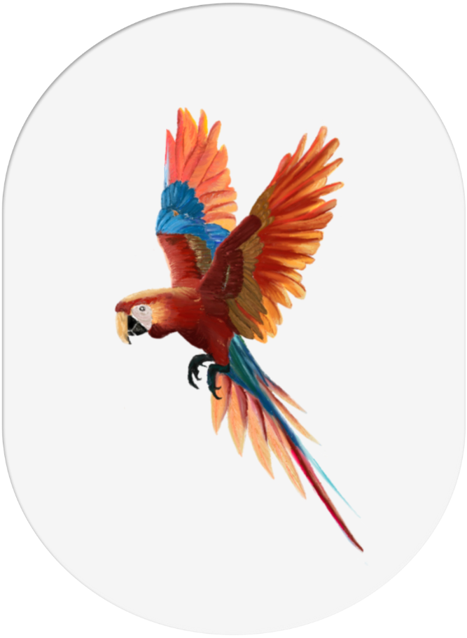 Colorful parrot in flight against a black background.