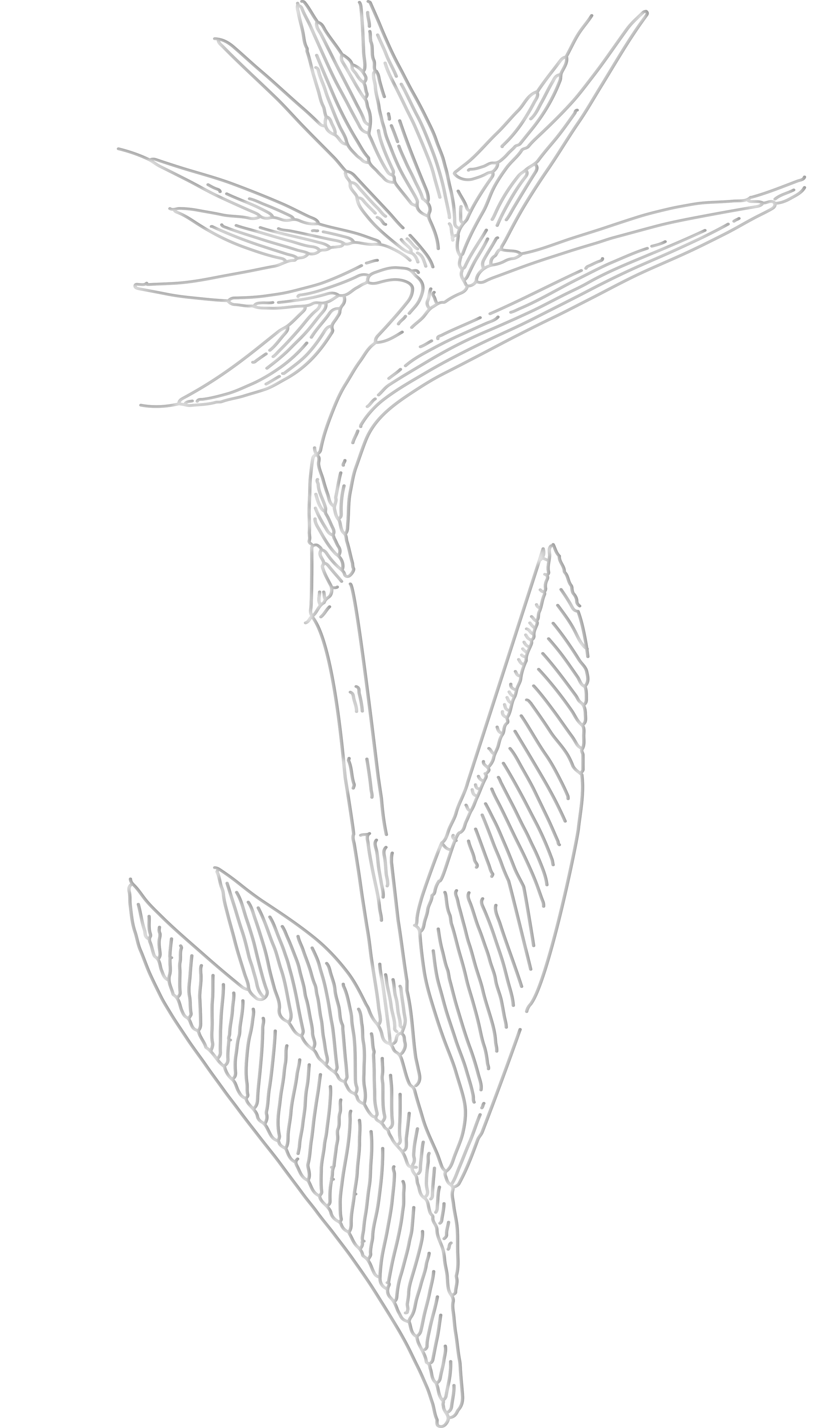 Line drawing of a bamboo plant with multiple leaves and a stalk.