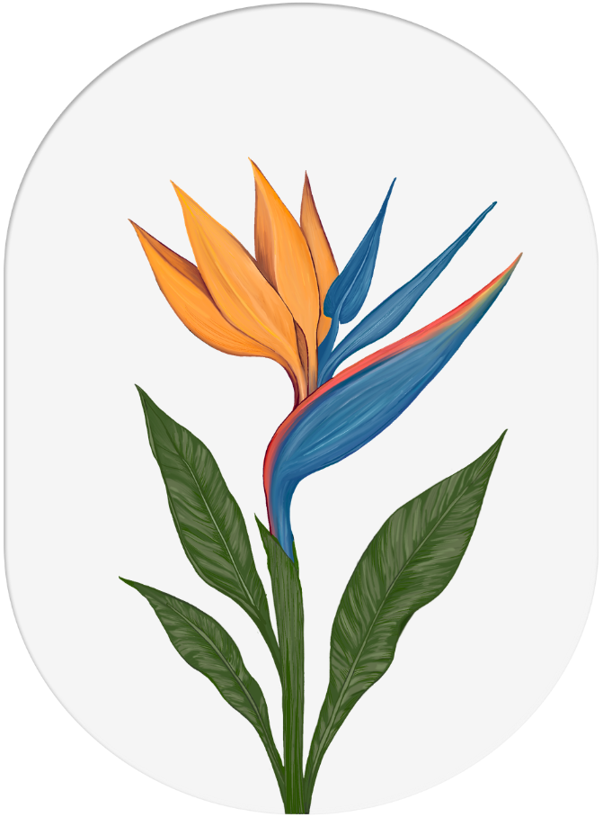 A digital illustration of a bird of paradise flower with orange petals, blue leaves, and green leaves on a black background.
