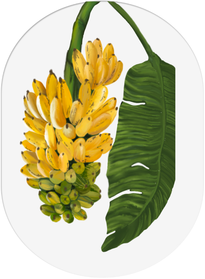 Illustration of a bunch of yellow bananas with green bananas and a large green banana leaf on black background.