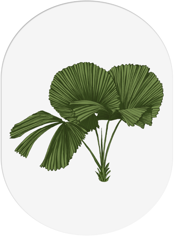 Digital illustration of green fan-shaped leaves