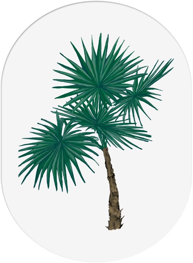Illustration of a palm tree with multiple green fronds against a black background.