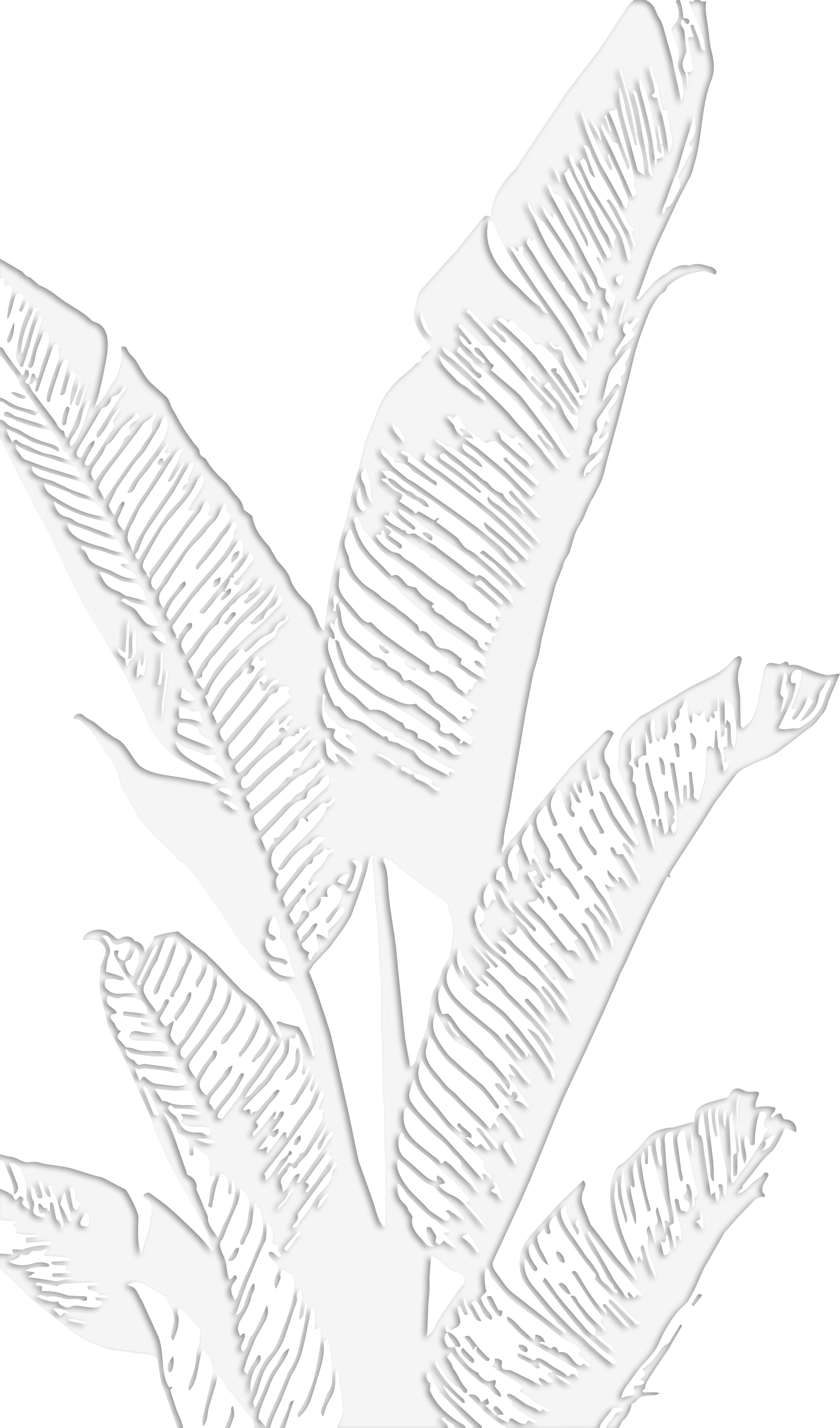 Black and white illustration of banana plant leaves with detailed veining.