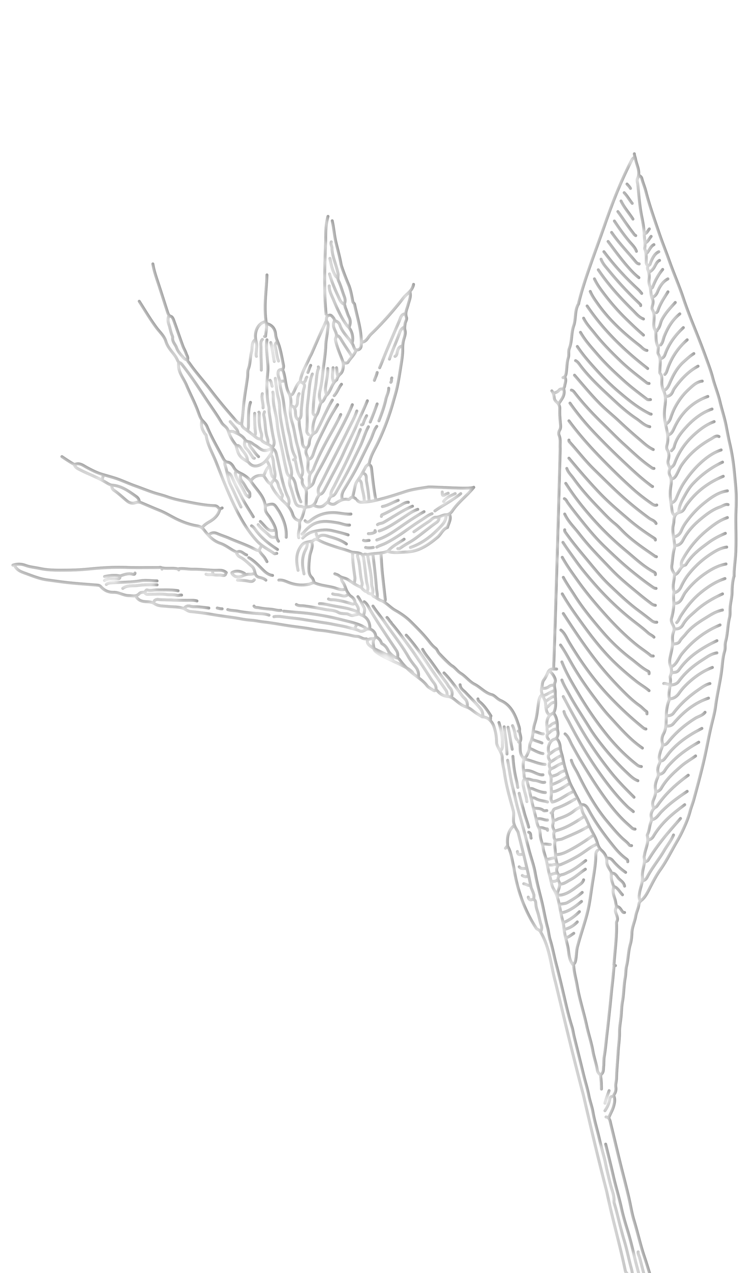 Line drawing of a plant with a large leaf on the right and a cluster of smaller, pointed leaves and flowers on the left, on a black background.