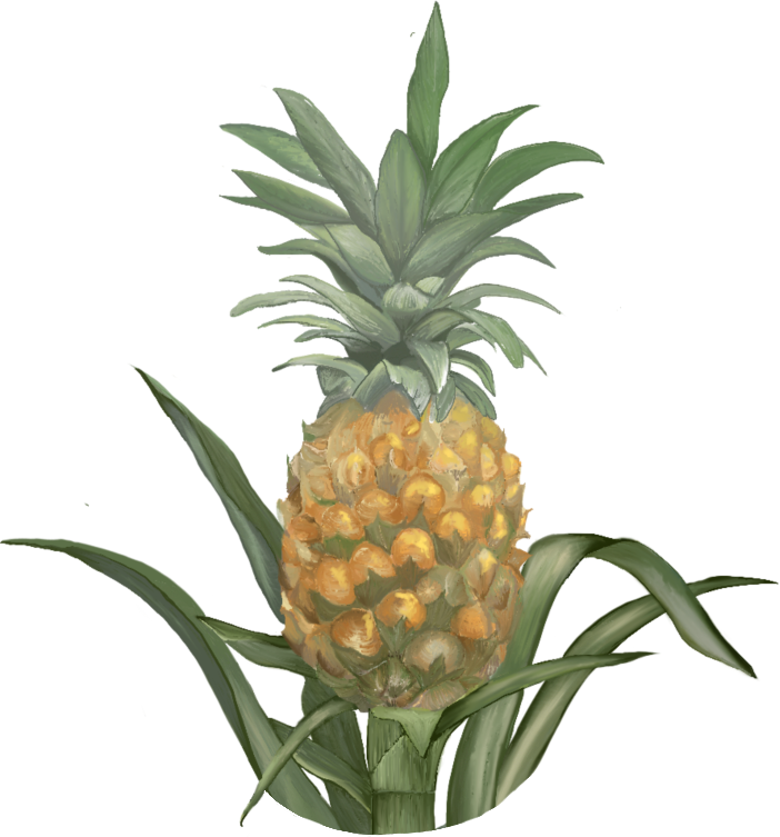 A pineapple with green leaves on top and green leaves at the bottom.