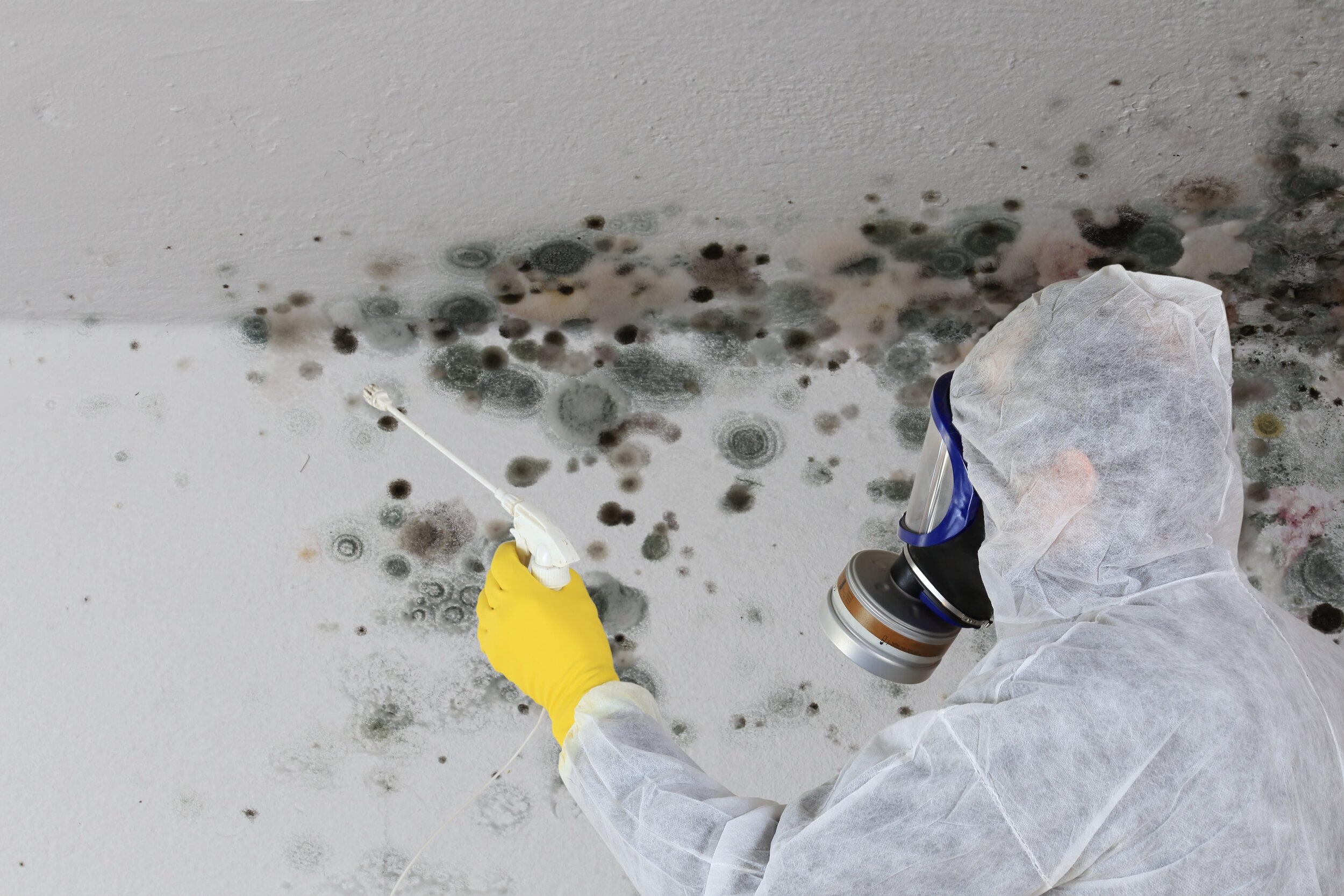 Mold Removal Companies Near Me