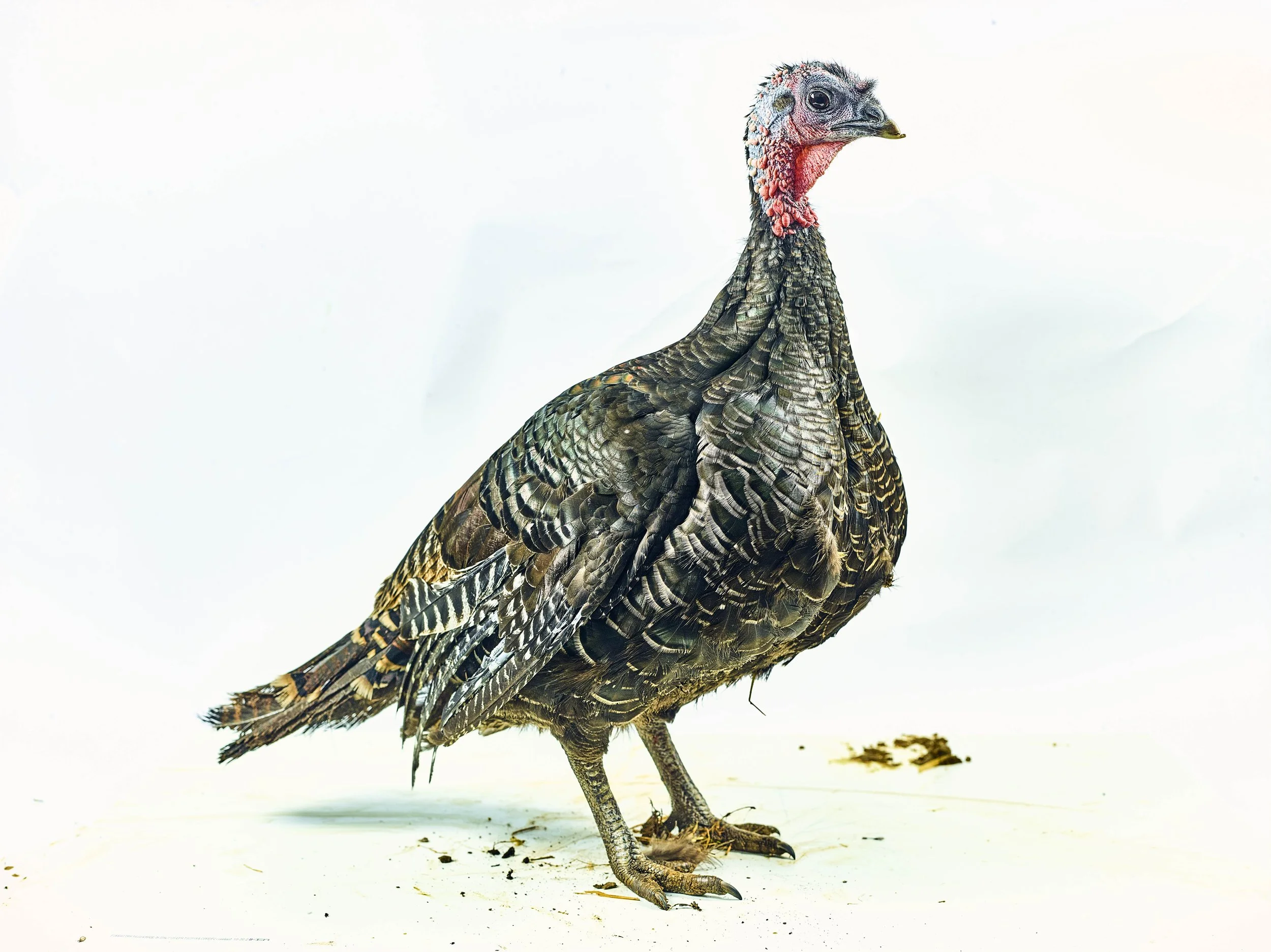 Turkey for Christmas