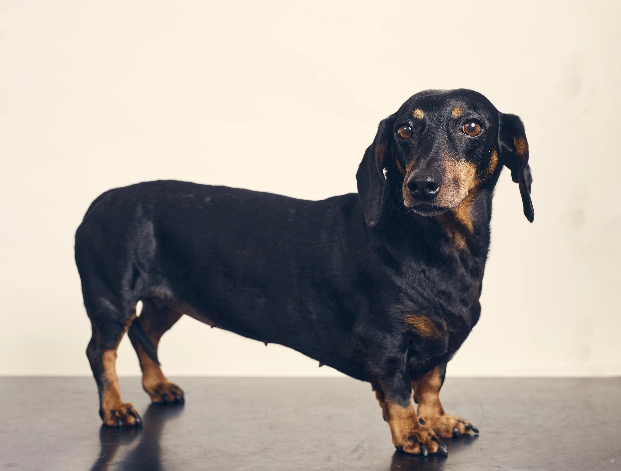 How extreme breeding is making our pets sick.  Sunday Times Magazine / RSPCA