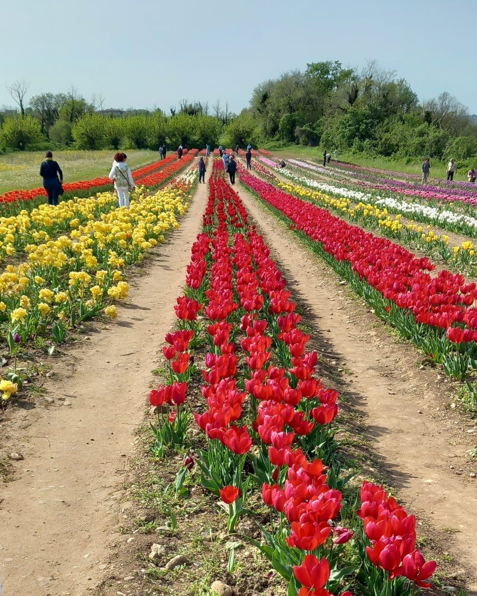 Passeggiare in un campo di tulipani e perdersi tra i loro colori brillanti in una mattina di sole, cosa desiderare di pi&ugrave;? 🥰
Una delle migliori ricette per il buonumore! 🌷
@tulipani_rivedarcano.gabriella 
.
.
#fondazionevalentinopontello #ce